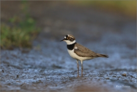 <p>KULÍK ŘÍČNÍ (Charadrius dubius) jižní Morava ---- /Little ringed plover - Flussregenpfeifer/</p>